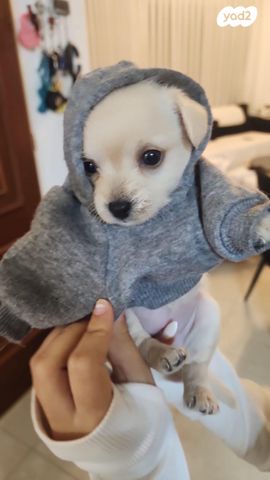 תמונת מודעה - חיות מחמד