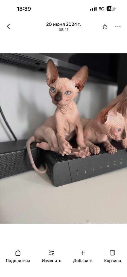 תמונת מודעה - חיות מחמד