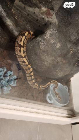 תמונת מודעה - חיות מחמד