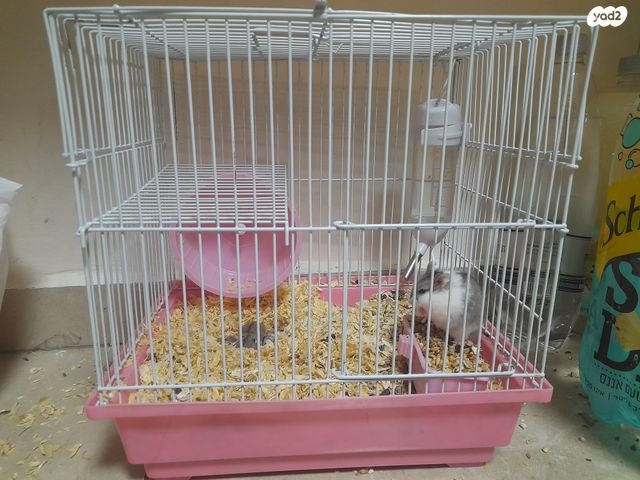 תמונת מודעה - חיות מחמד