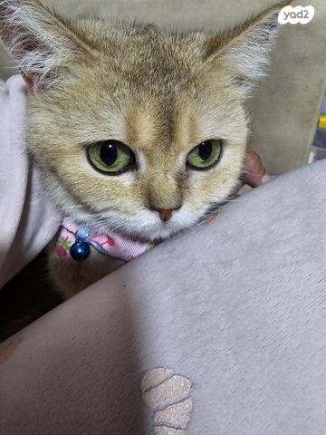 תמונת מודעה - חיות מחמד