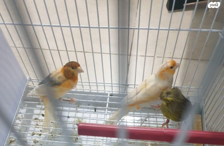 תמונת מודעה - חיות מחמד