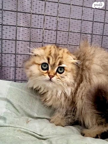 תמונת מודעה - חיות מחמד