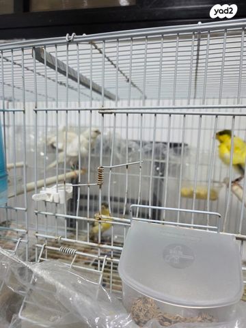 תמונת מודעה - חיות מחמד