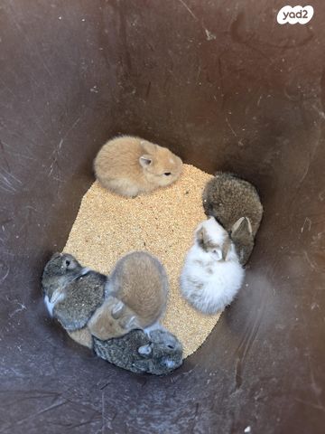 תמונת מודעה - חיות מחמד