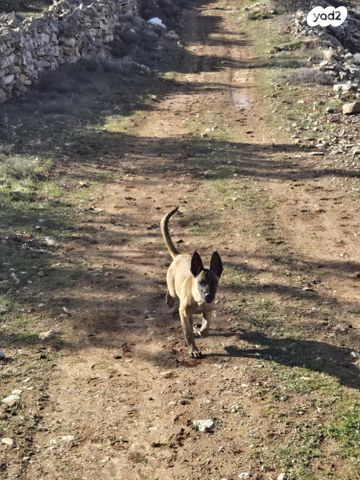 תמונת מודעה - חיות מחמד