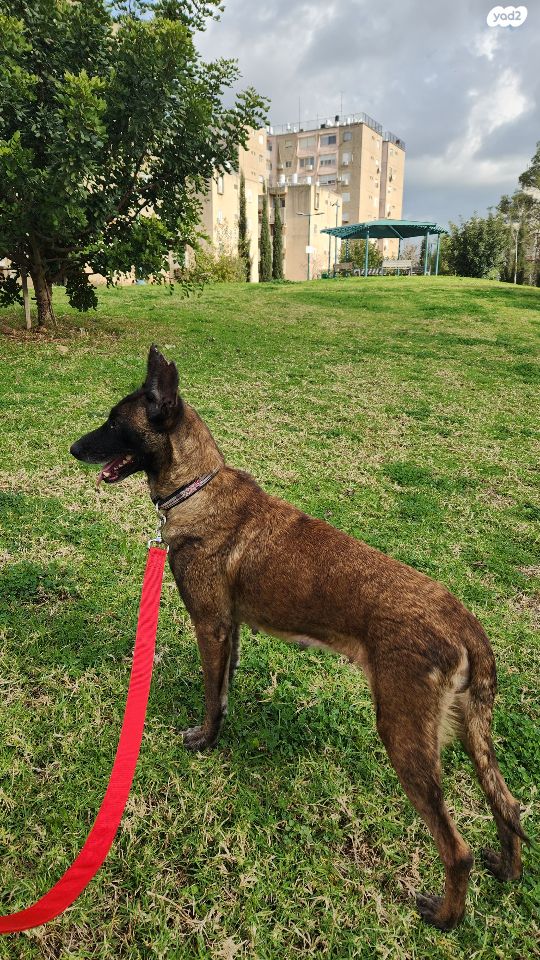 תמונת מודעה - חיות מחמד