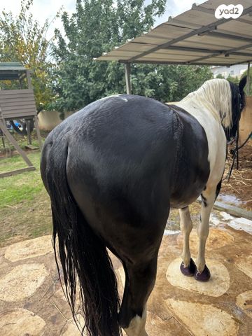 תמונת מודעה - חיות מחמד