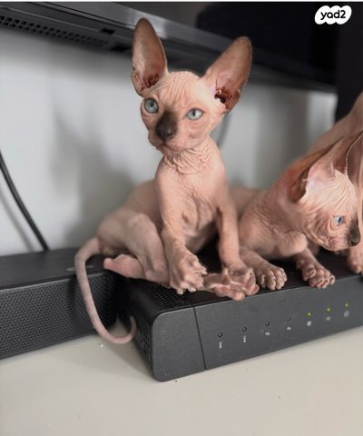 תמונת מודעה - חיות מחמד