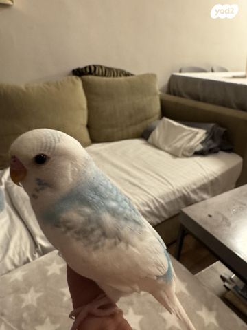 תמונת מודעה - חיות מחמד