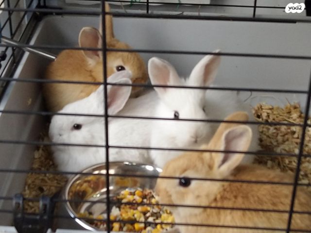 תמונת מודעה - חיות מחמד