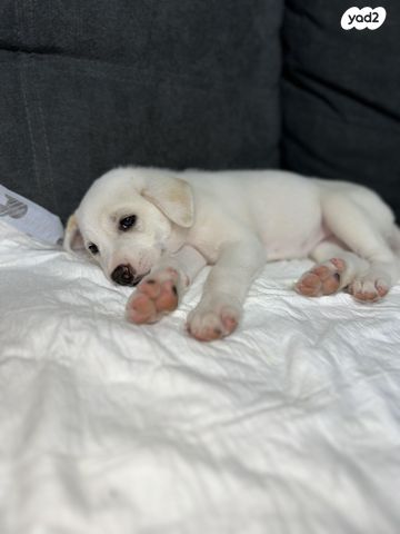 תמונת מודעה - חיות מחמד