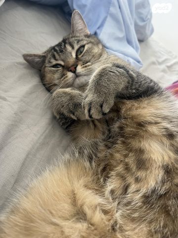 תמונת מודעה - חיות מחמד