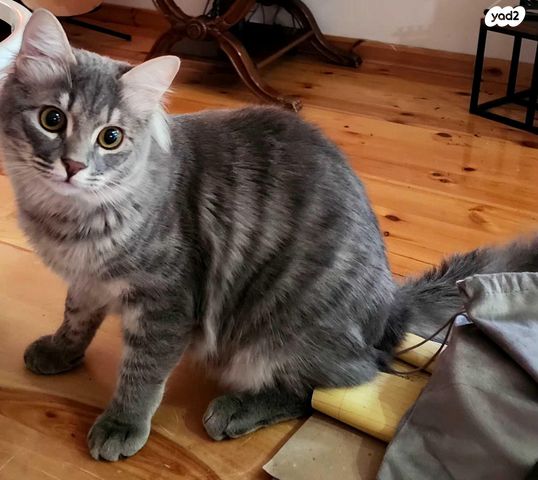 תמונת מודעה - חיות מחמד