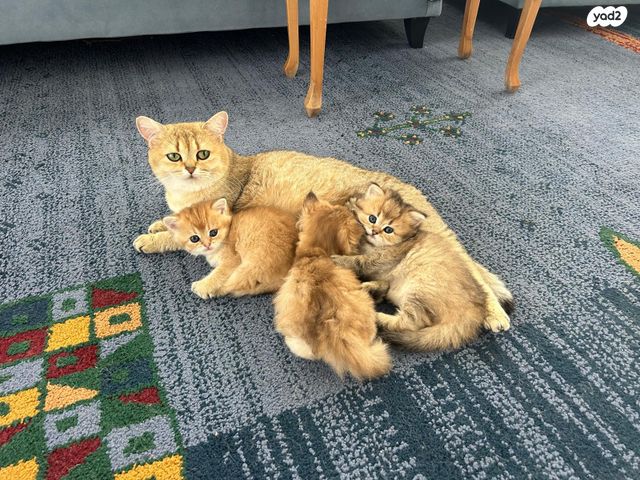 תמונת מודעה - חיות מחמד