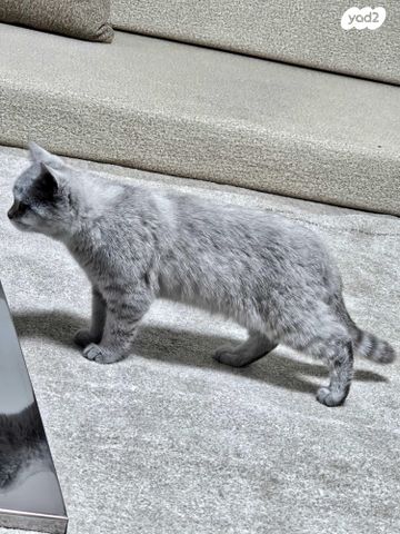 תמונת מודעה - חיות מחמד