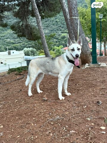 תמונת מודעה - חיות מחמד
