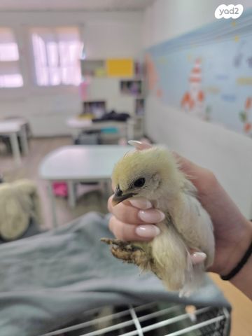 תמונת מודעה - חיות מחמד