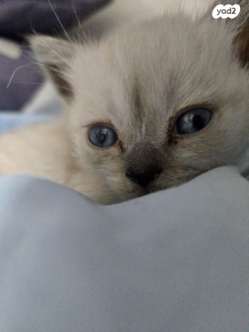 תמונת מודעה - חיות מחמד