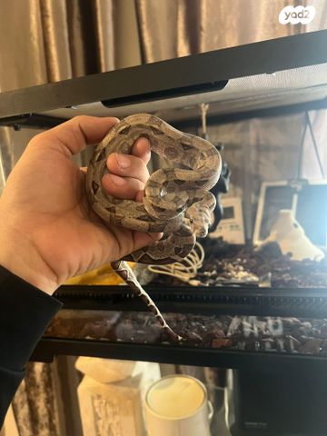 תמונת מודעה - חיות מחמד