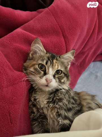 תמונת מודעה - חיות מחמד