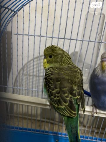 תמונת מודעה - חיות מחמד