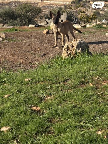 כלב רועה בלגי