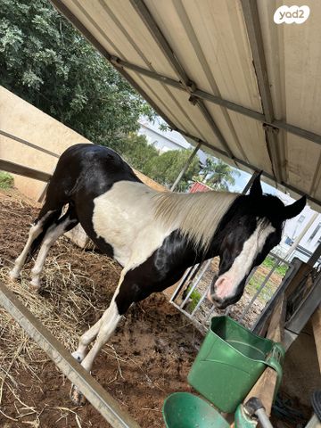 סוס סינגל פוט