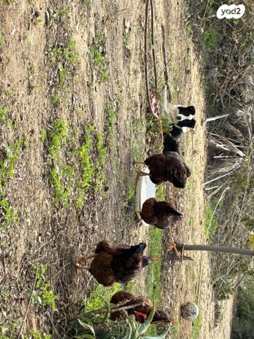 חיית משק רוד איילנד
