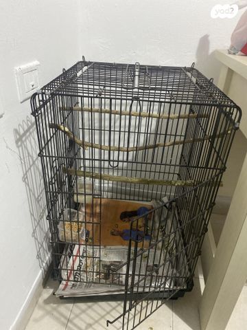 תוכי קוקוטייל