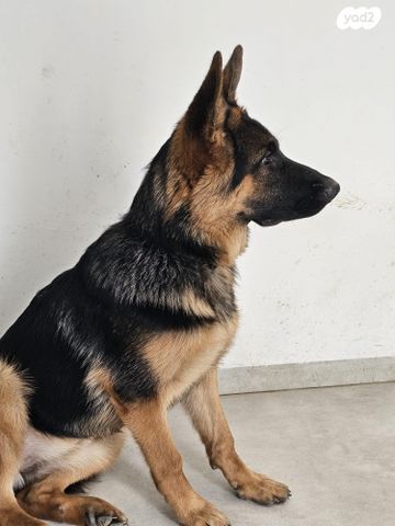 כלב רועה גרמני