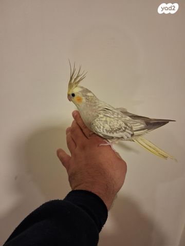 תוכי קוקוטייל