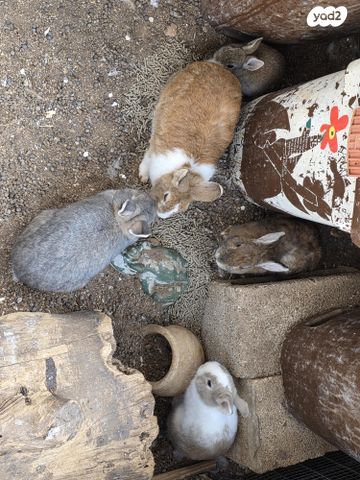 מכרסם ארנב ננסי