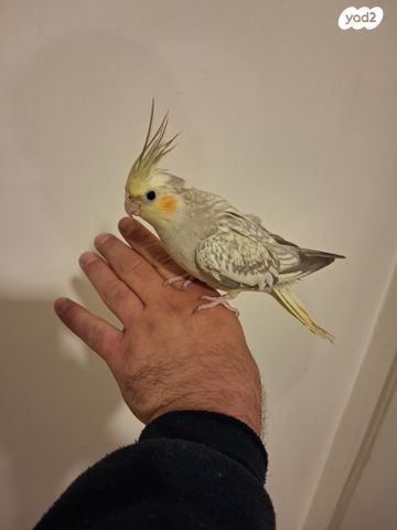 תוכי קוקוטייל