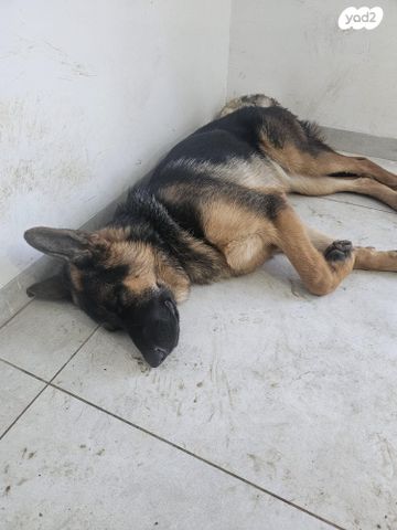 כלב רועה גרמני