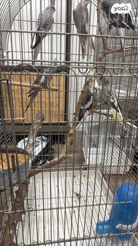 תוכי קוקוטייל