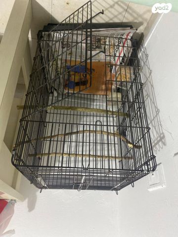 תוכי קוקוטייל