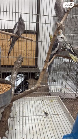 תוכי קוקוטייל