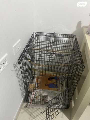 תוכי קוקוטייל