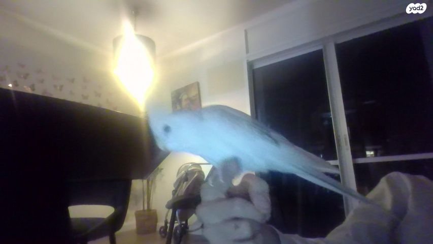 תוכי קוקוטייל