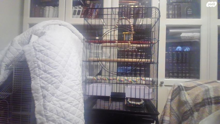 תוכי קוקוטייל