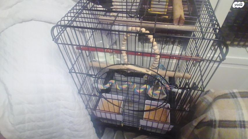 תוכי קוקוטייל