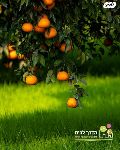 מגרשים, ההדרים, בנימינה גבעת עדה