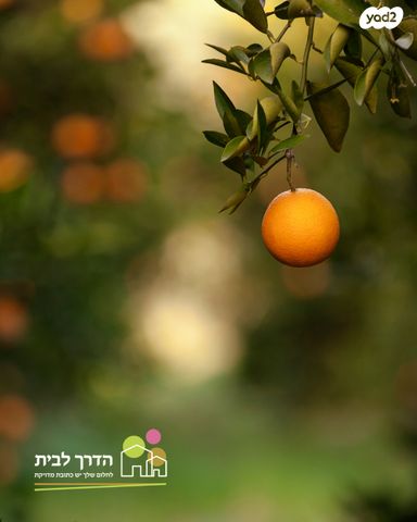 ההדרים