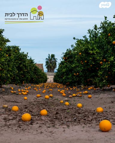 מגרשים, ההדרים, בנימינה גבעת עדה