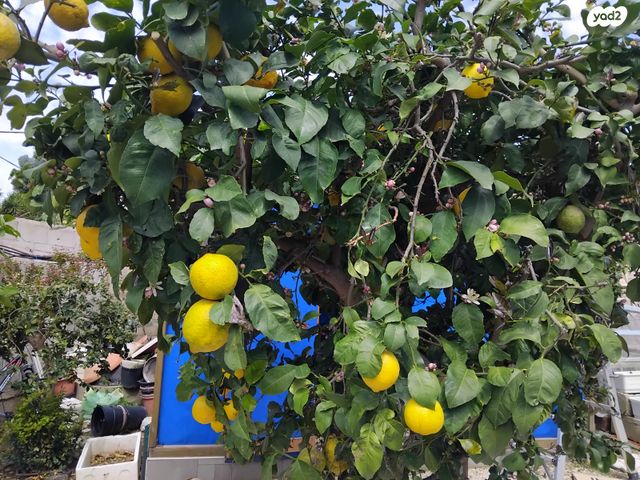 בית פרטי/ קוטג', חרמש