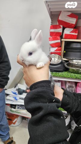 מכרסם ארנב ננסי