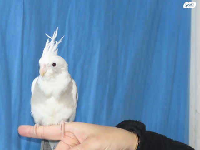 תוכי קוקוטייל