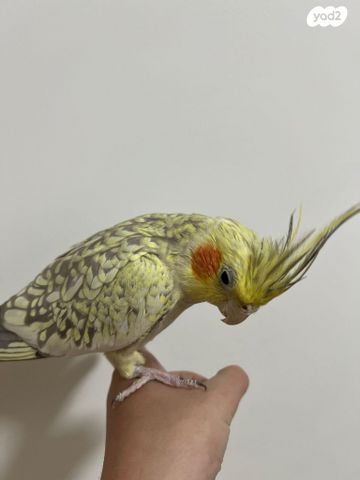 תמונת מודעה - חיות מחמד