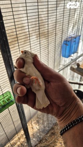 תמונת מודעה - חיות מחמד